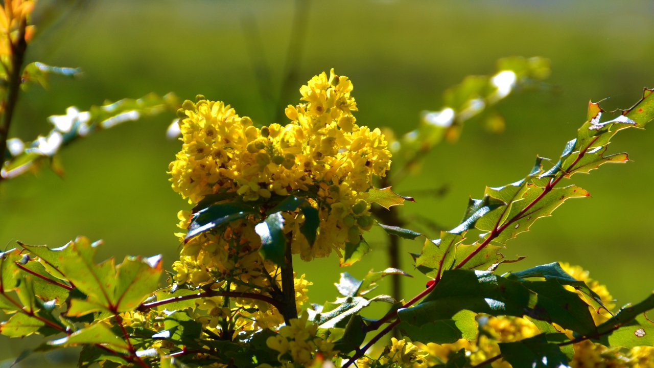 Oregon Grape in bloom