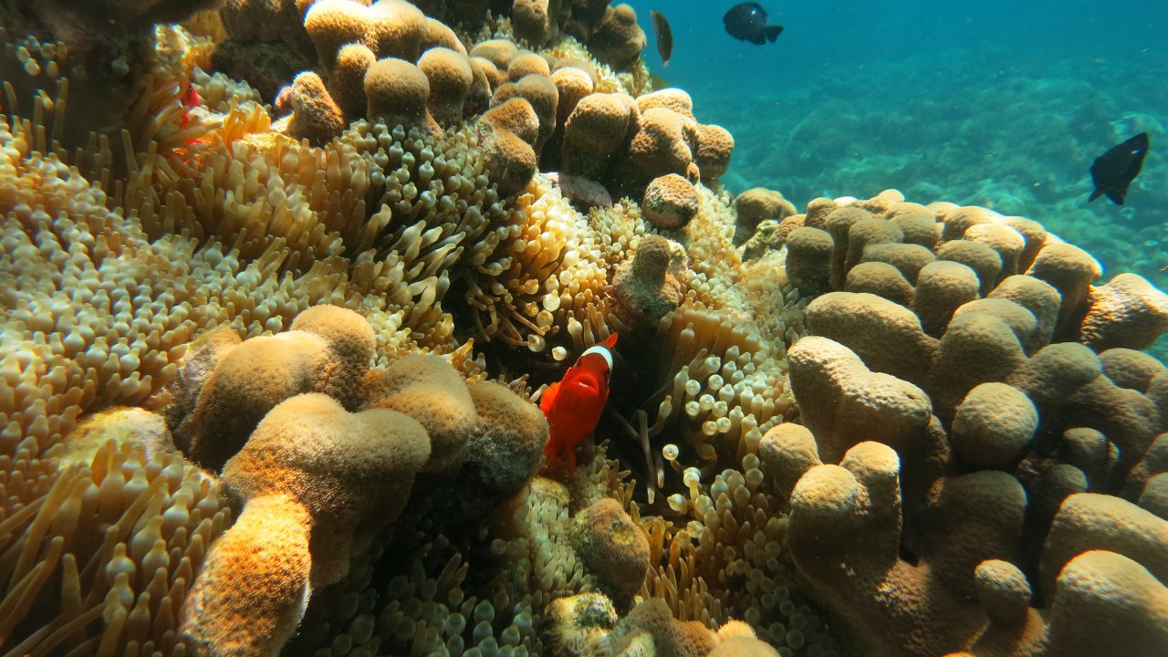 Southern Coast Gili Island Tour