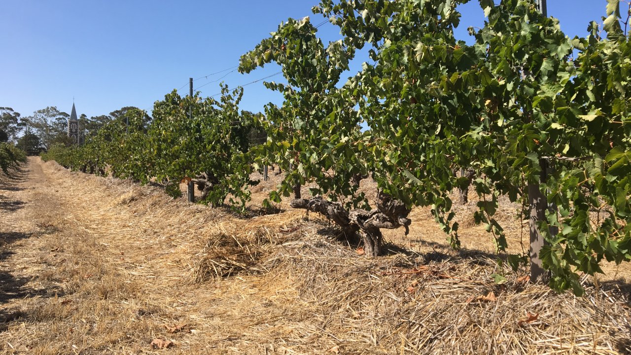 Hill of Grace Vineyard