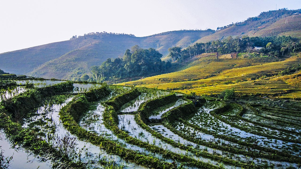This is the rice paddies look like after harvested 