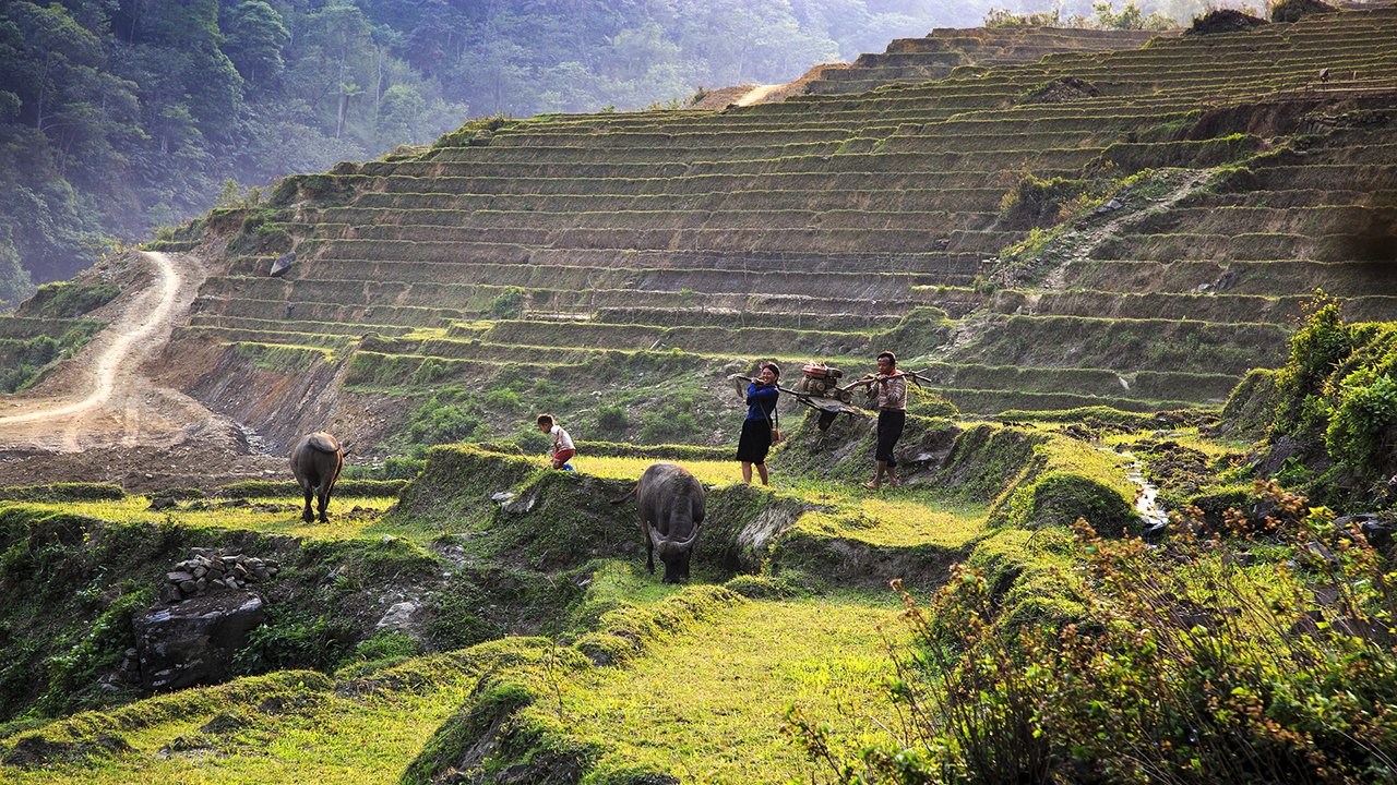 The villagers are working in the rice fields