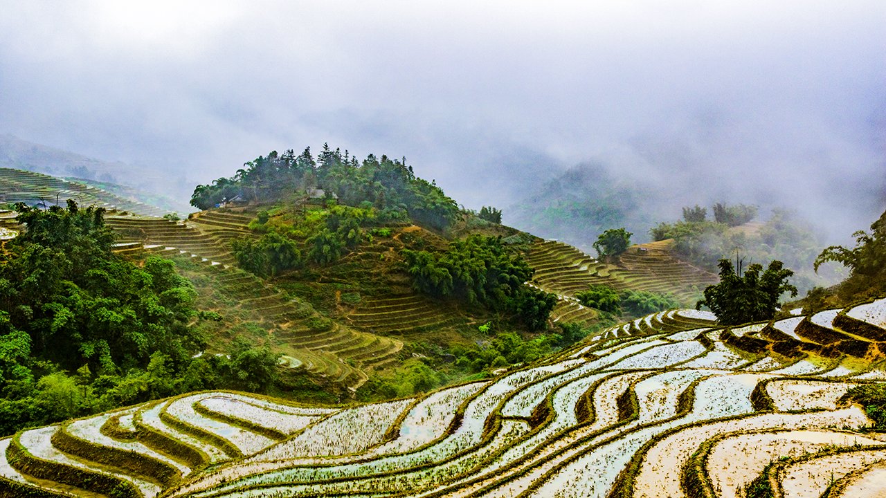 Rice Paddies in Y Linh Ho village