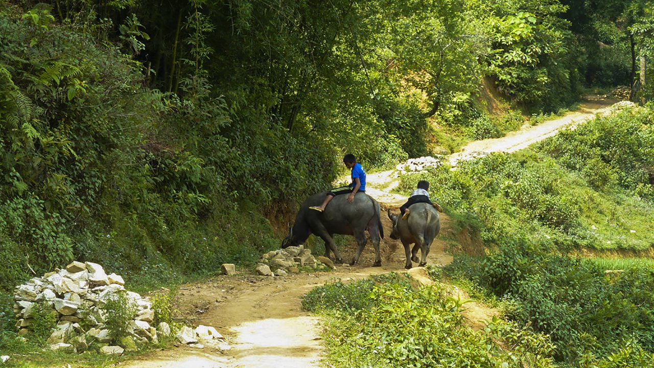 The childrens look after the buffalos