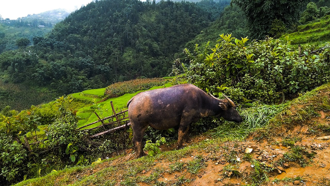 Buffalo in Sapa, Vietnam