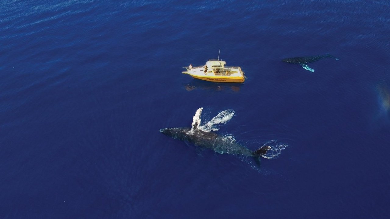 Powerboat Whale Watching Tour
