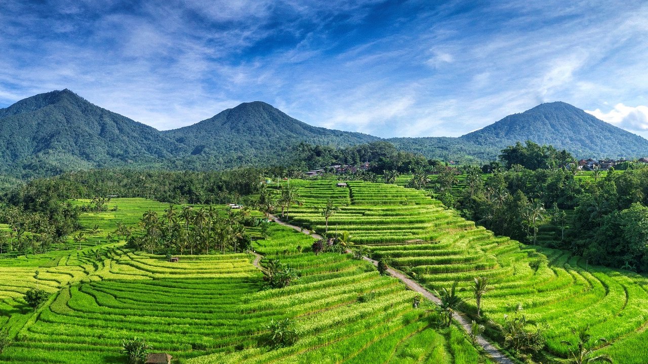 JATI LUWIH RICE FIELD