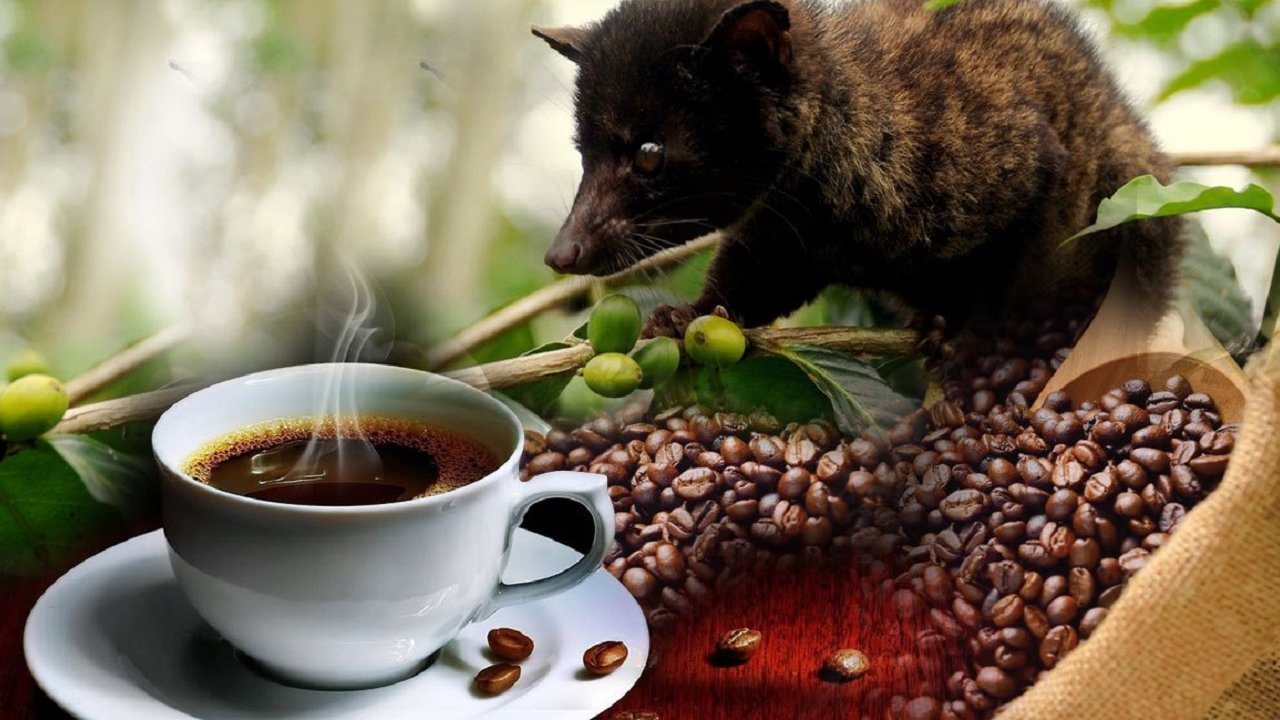 Luwak Coffee