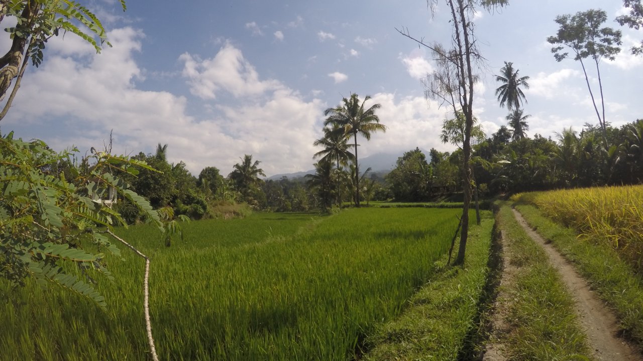 Rice Field