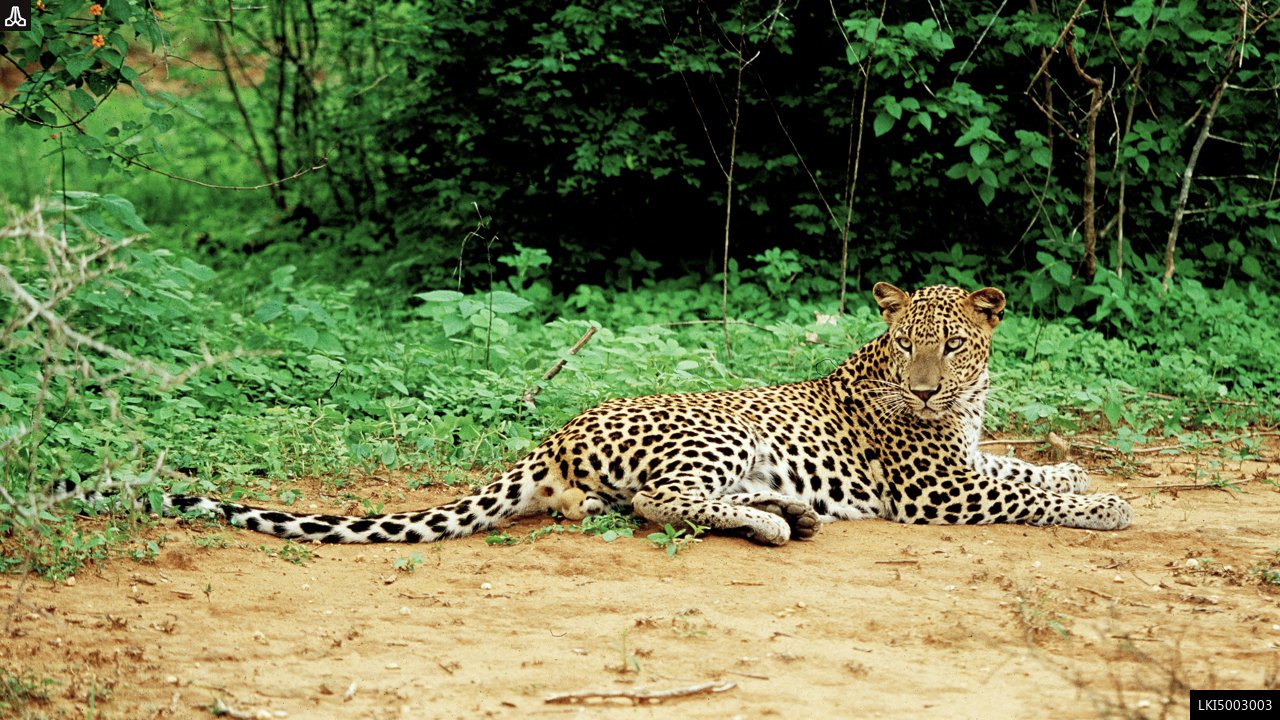 Yala National Park Private Safari 