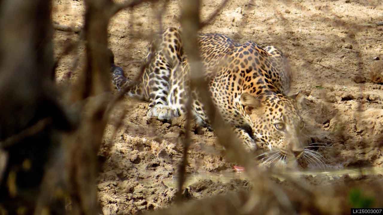 Yala National Park Private Safari (10 Hours)