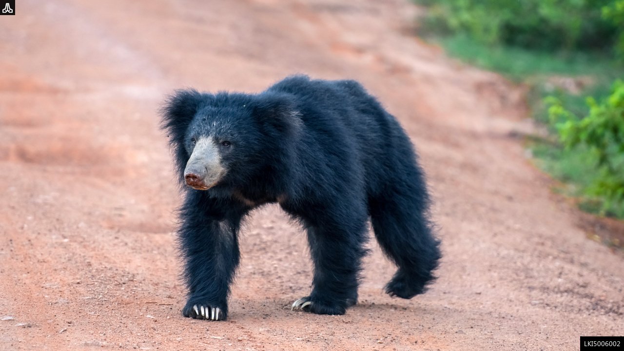 Wilpattu National Park Private Safari 