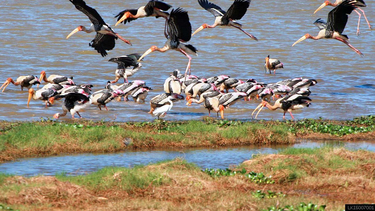 Kumana National Park Private Safari