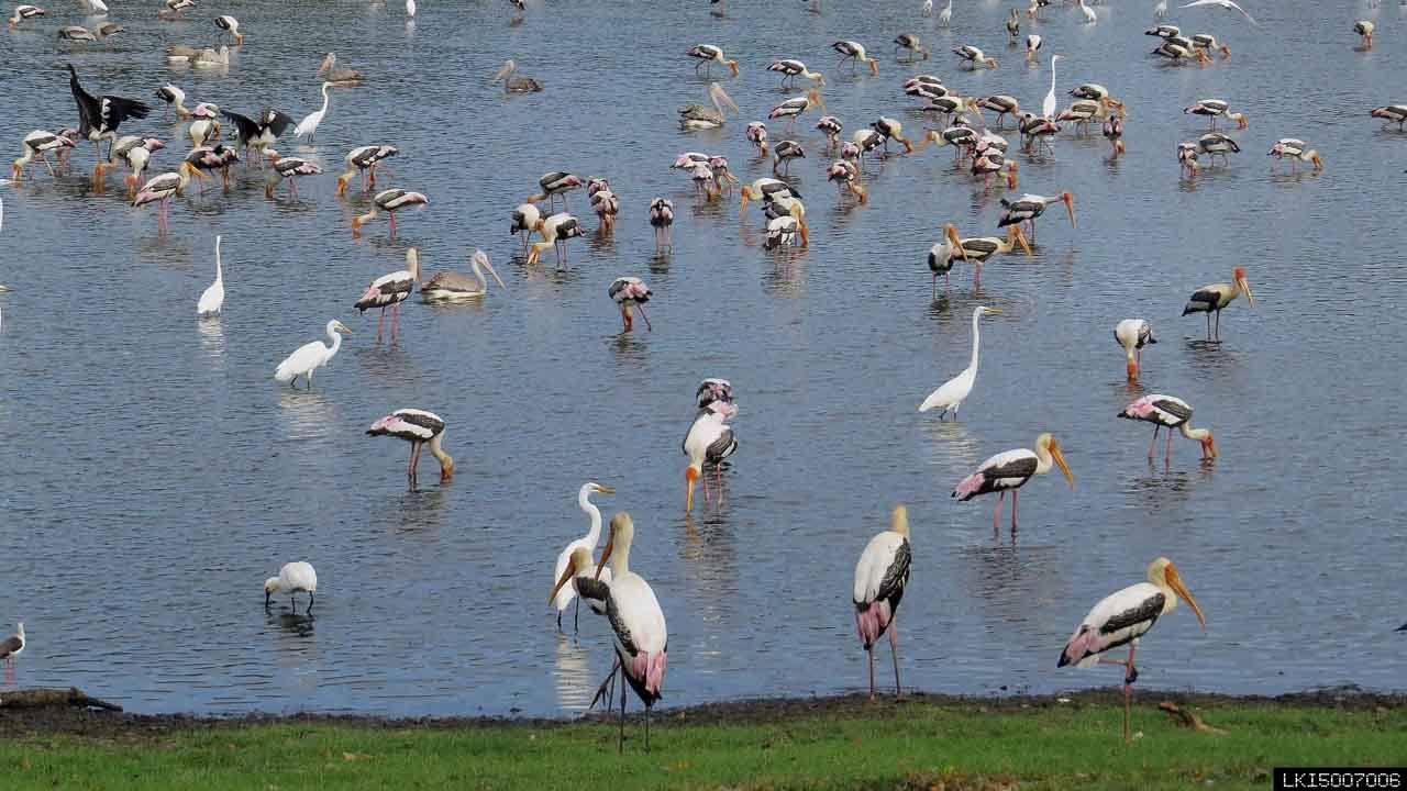 Kumana National Park Private Safari (10 Hours)