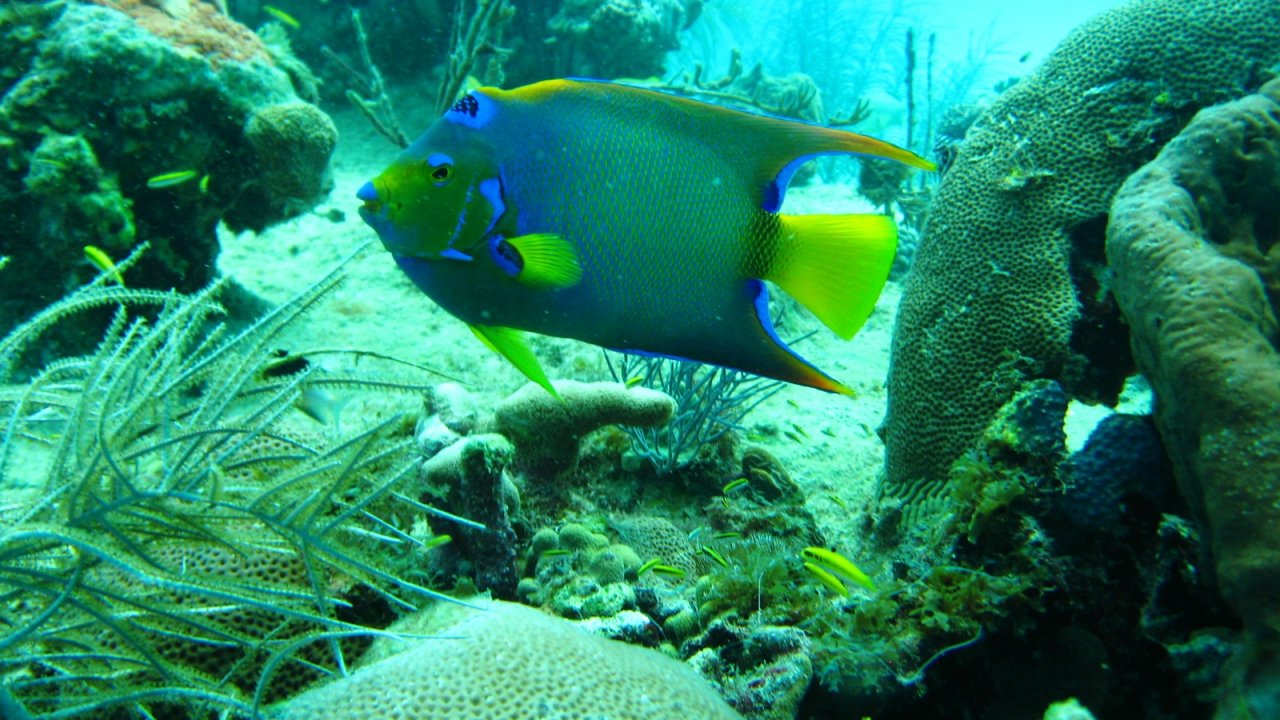 See beautiful tropical fish