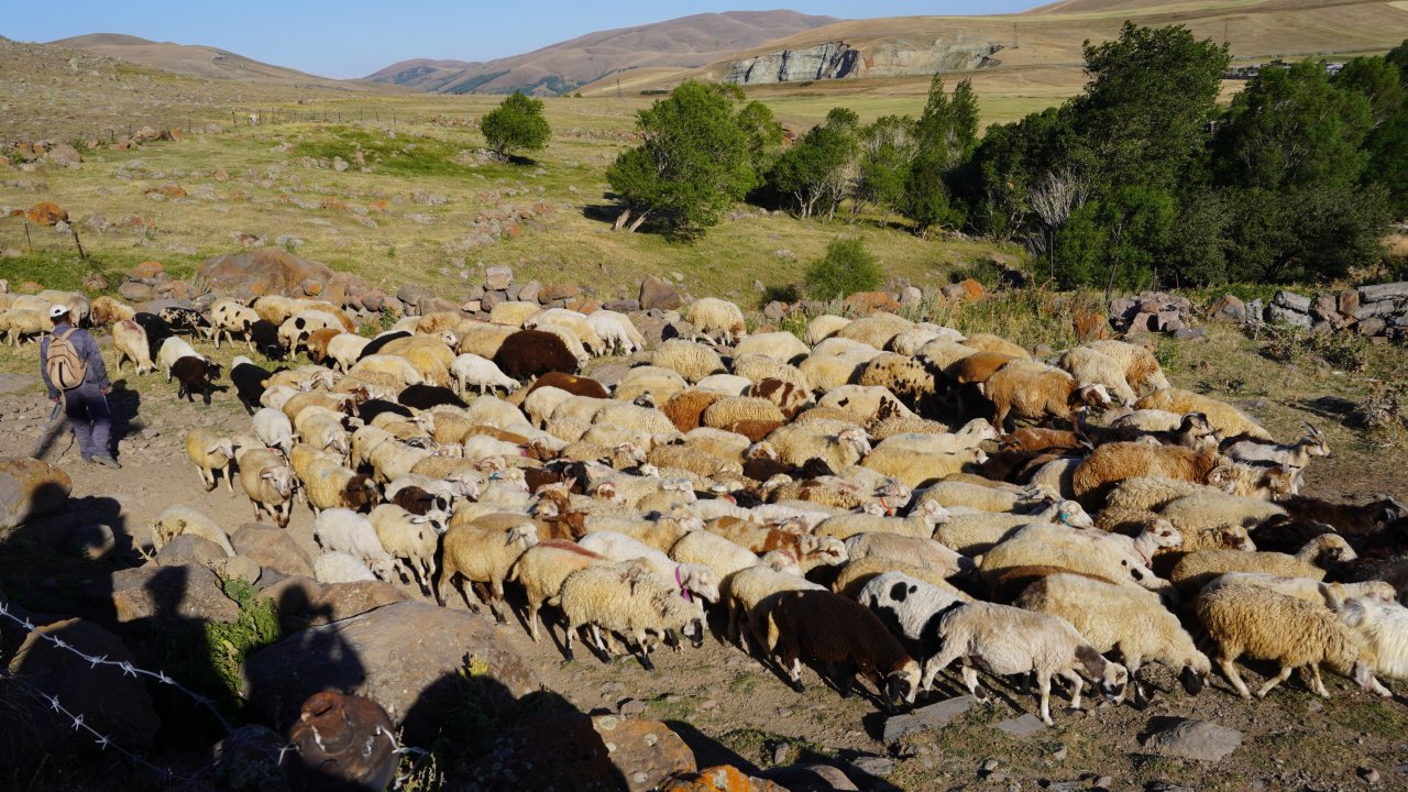 Sheep returning home