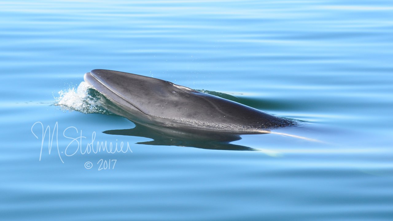 Minke Whale