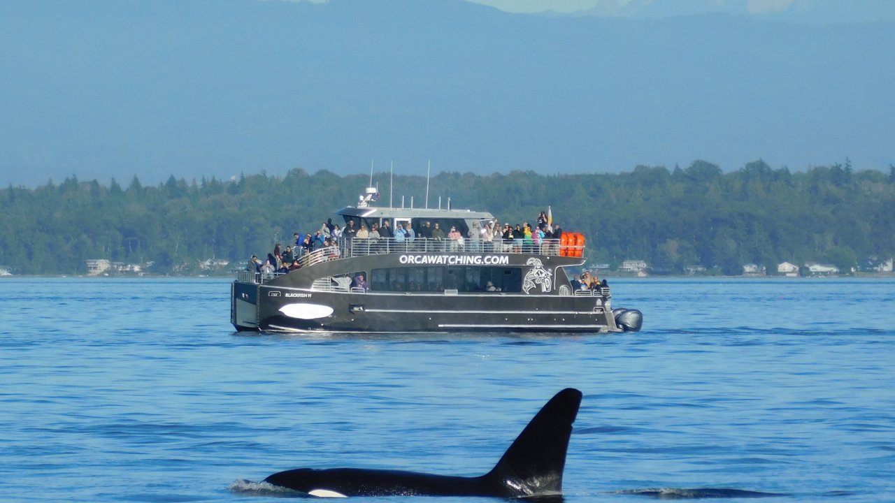 Blackfish VI with Male Orca