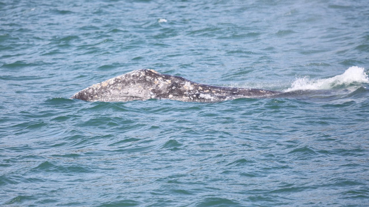 Gray Whale