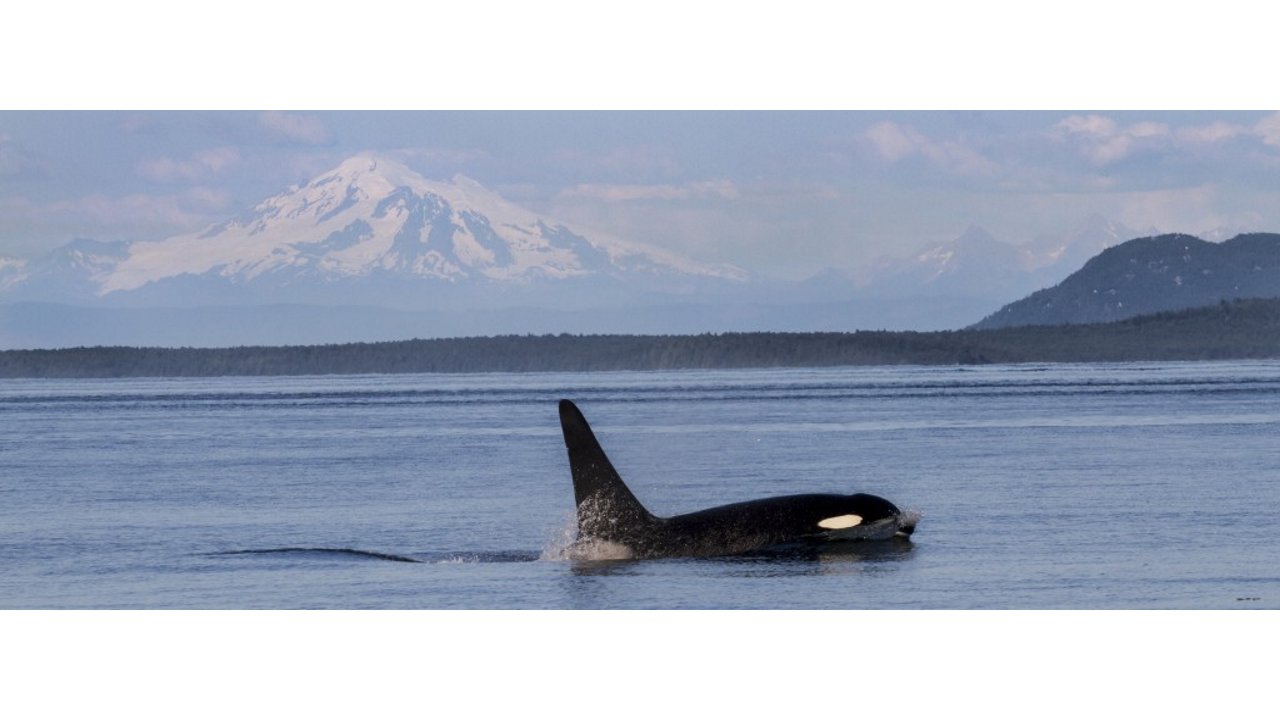 Killer Whale with Mt Baker