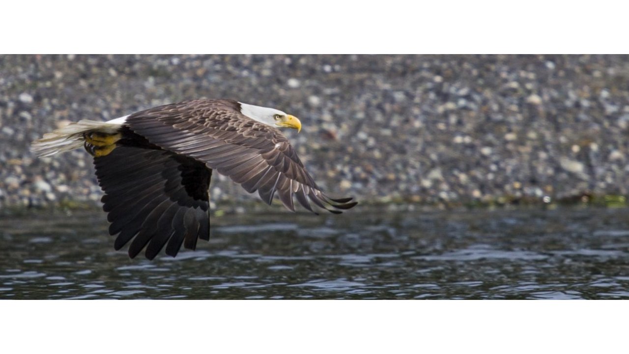 Bald Eagle
