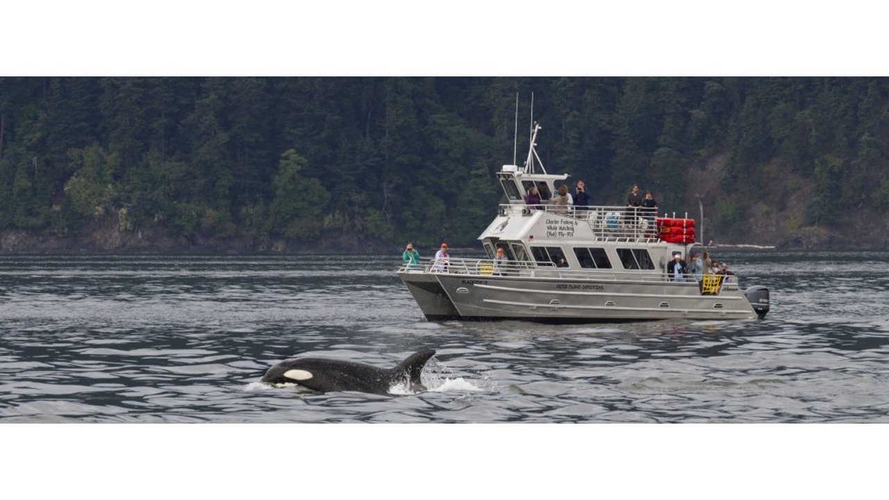 Killer Whale