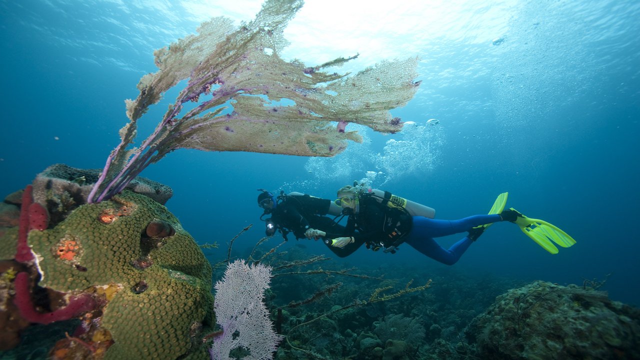 PADI DUP DIVER COURSE