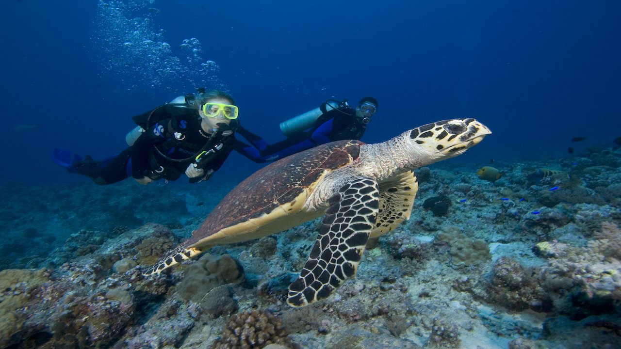 PADI NIGHT DIVER COURSE