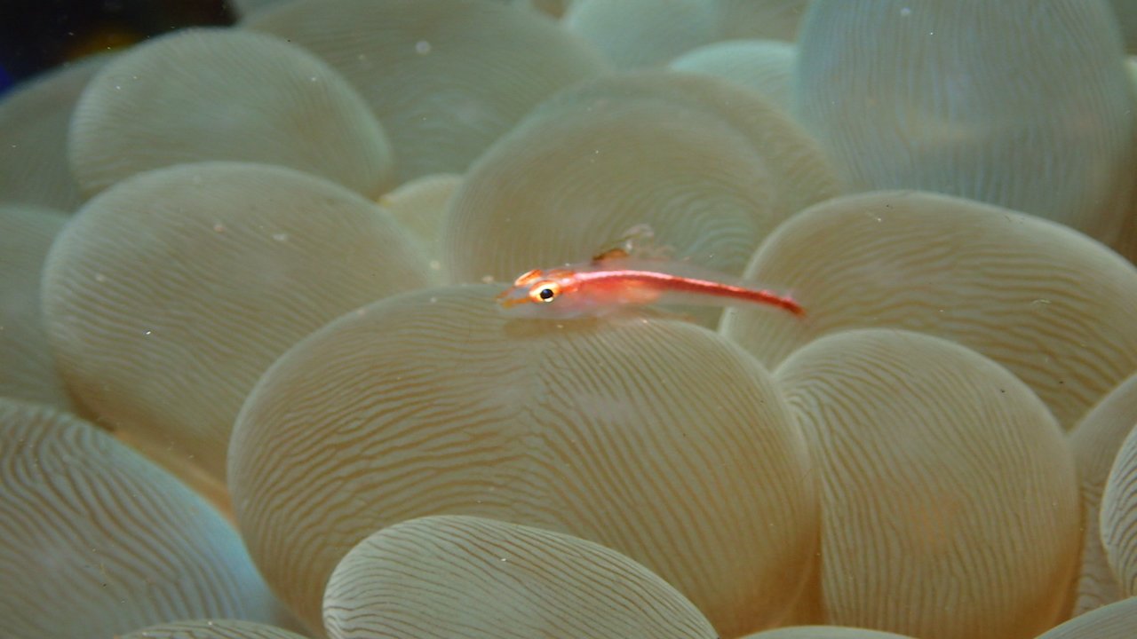 FUN DIVING IN BORACAY