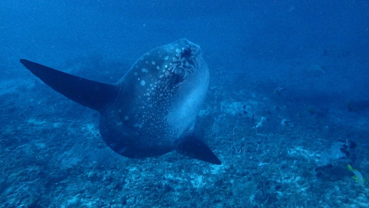 FUN DIVING IN BORACAY