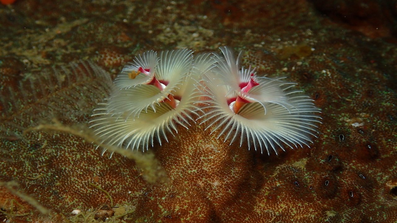 FUN DIVING IN BORACAY