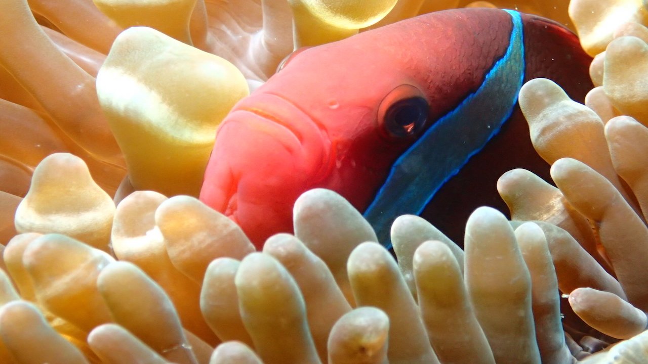 FUN DIVING IN BORACAY