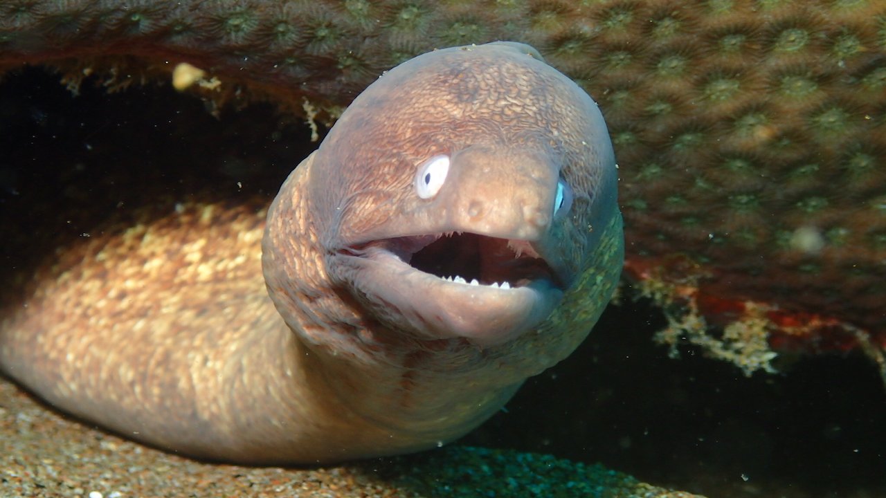 FUN DIVING IN BORACAY