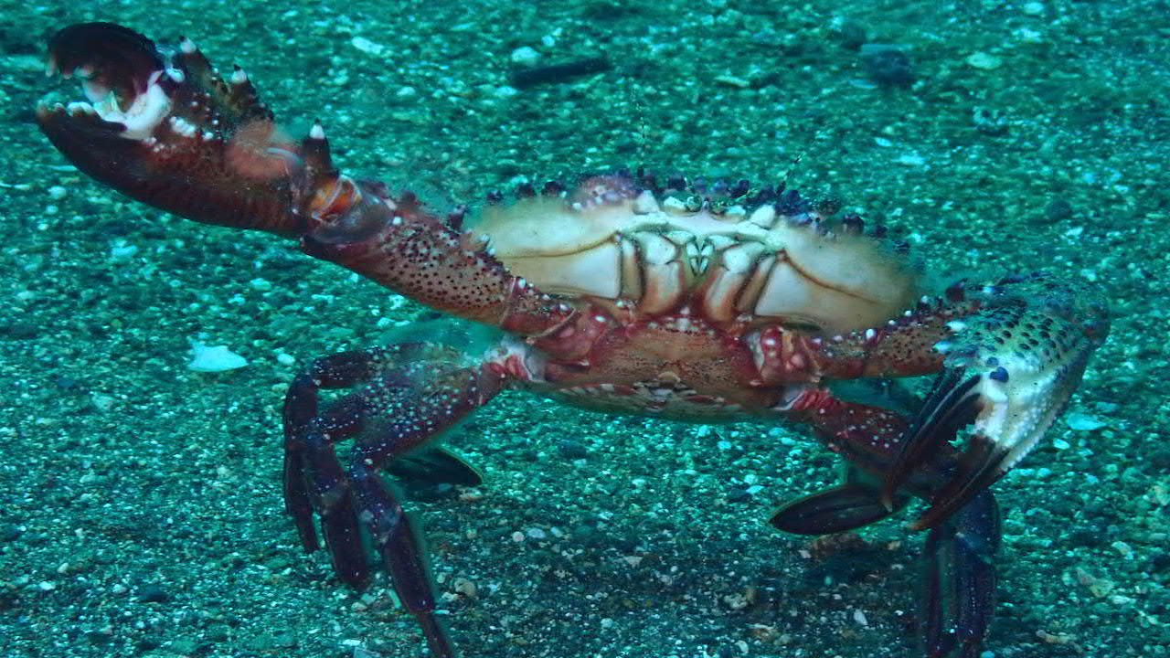 FUN DIVING IN BORACAY