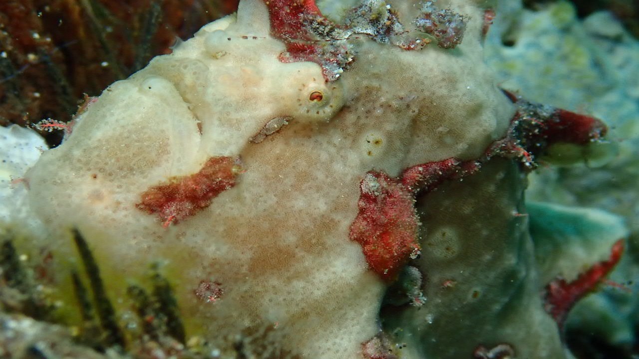 FUN DIVING IN BORACAY