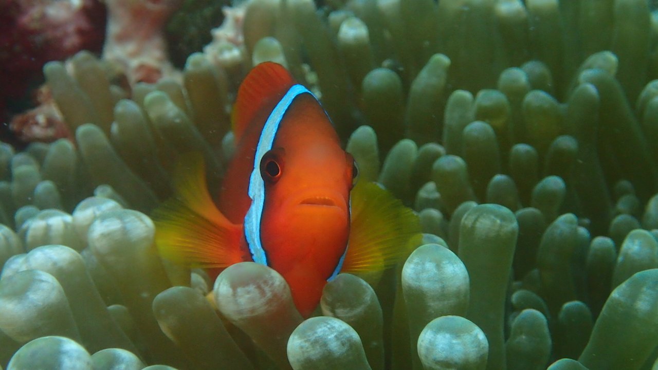 FUN DIVING IN BORACAY