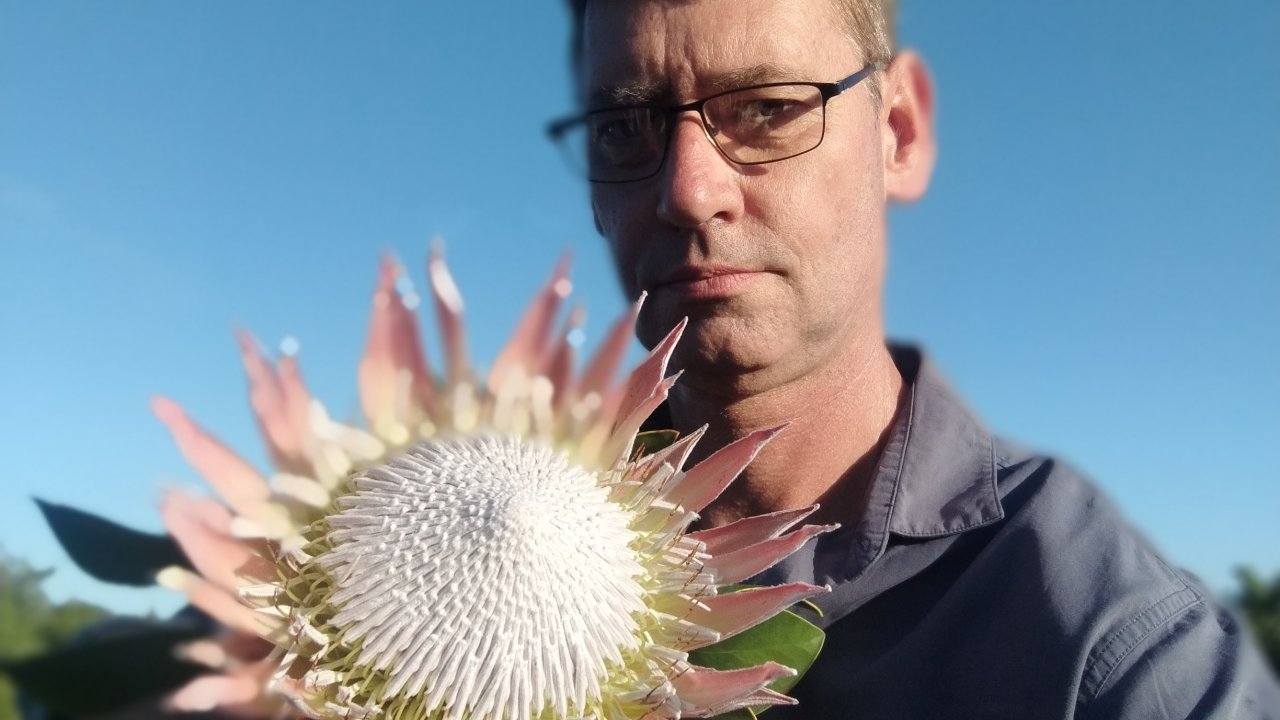 King Protea