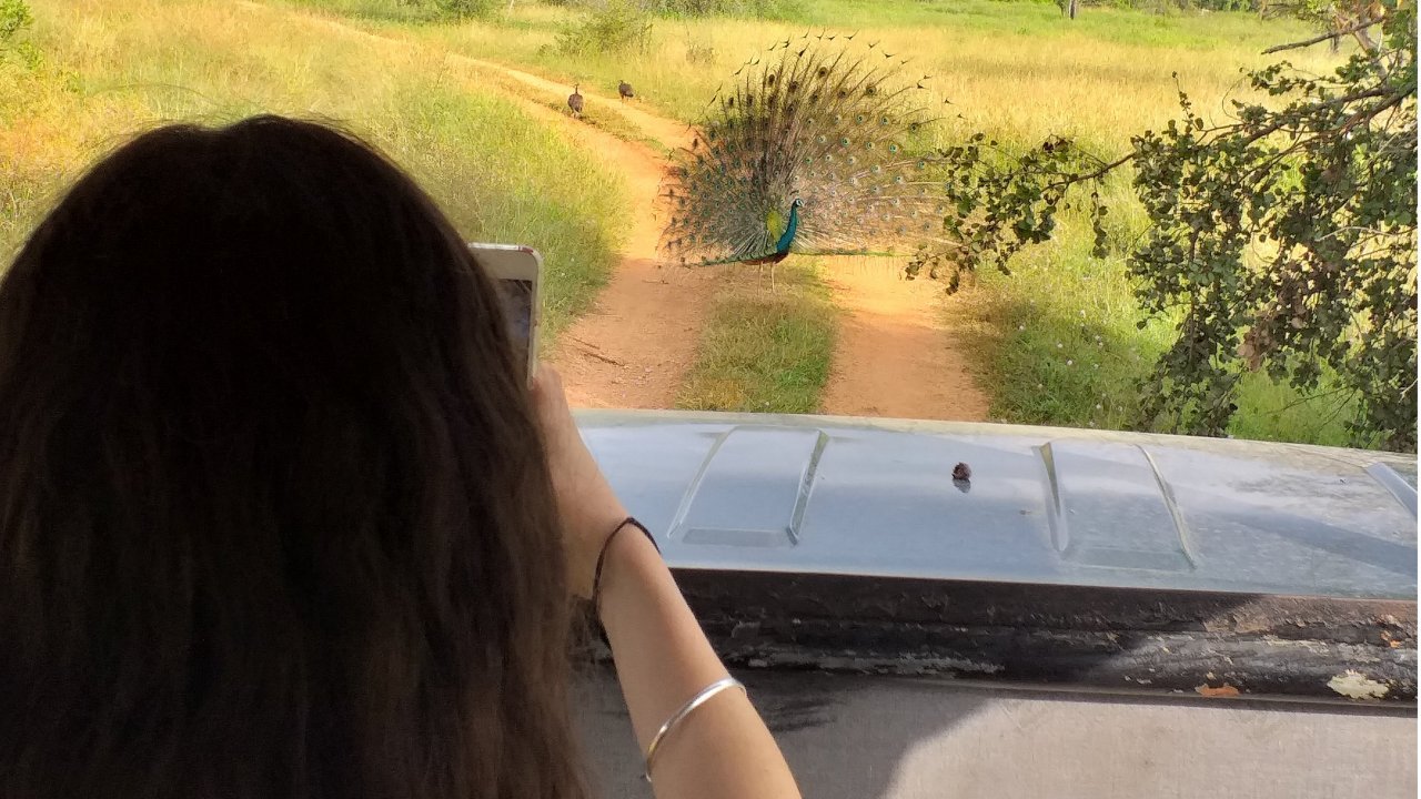  07 Days Nature And Adventure Tour In Ceylon (Without Accommodation)