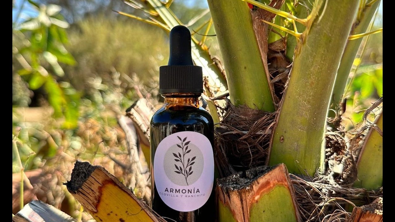 Herbal Alchemy Lunch & Learn