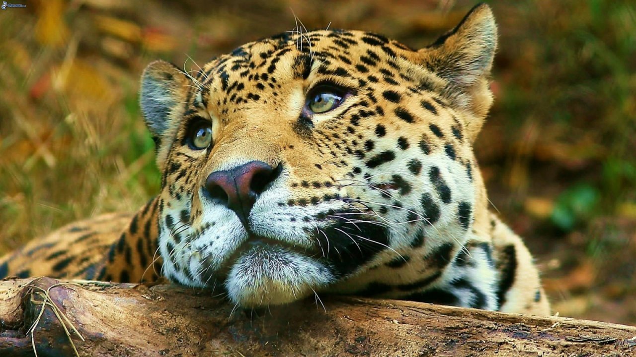 04 Days - 03 Nights – The Comfort Safari Holiday.