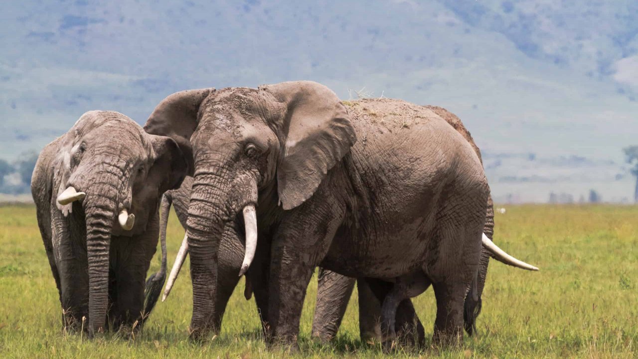 safari comfort holiday