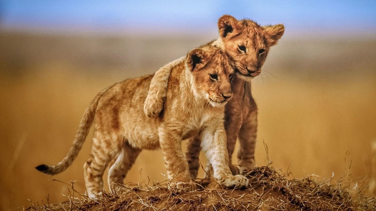 safari comfort holiday