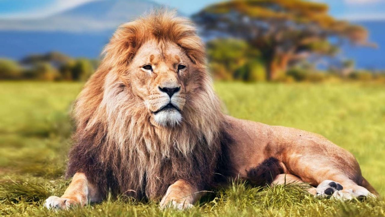 02 Days - 01 Nights - Classic Budget Safari Tanzania.