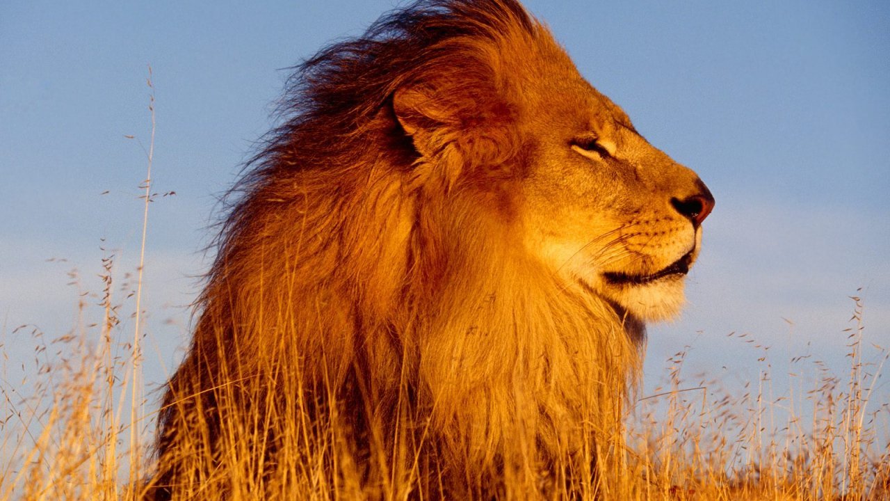 Tanzania safari 