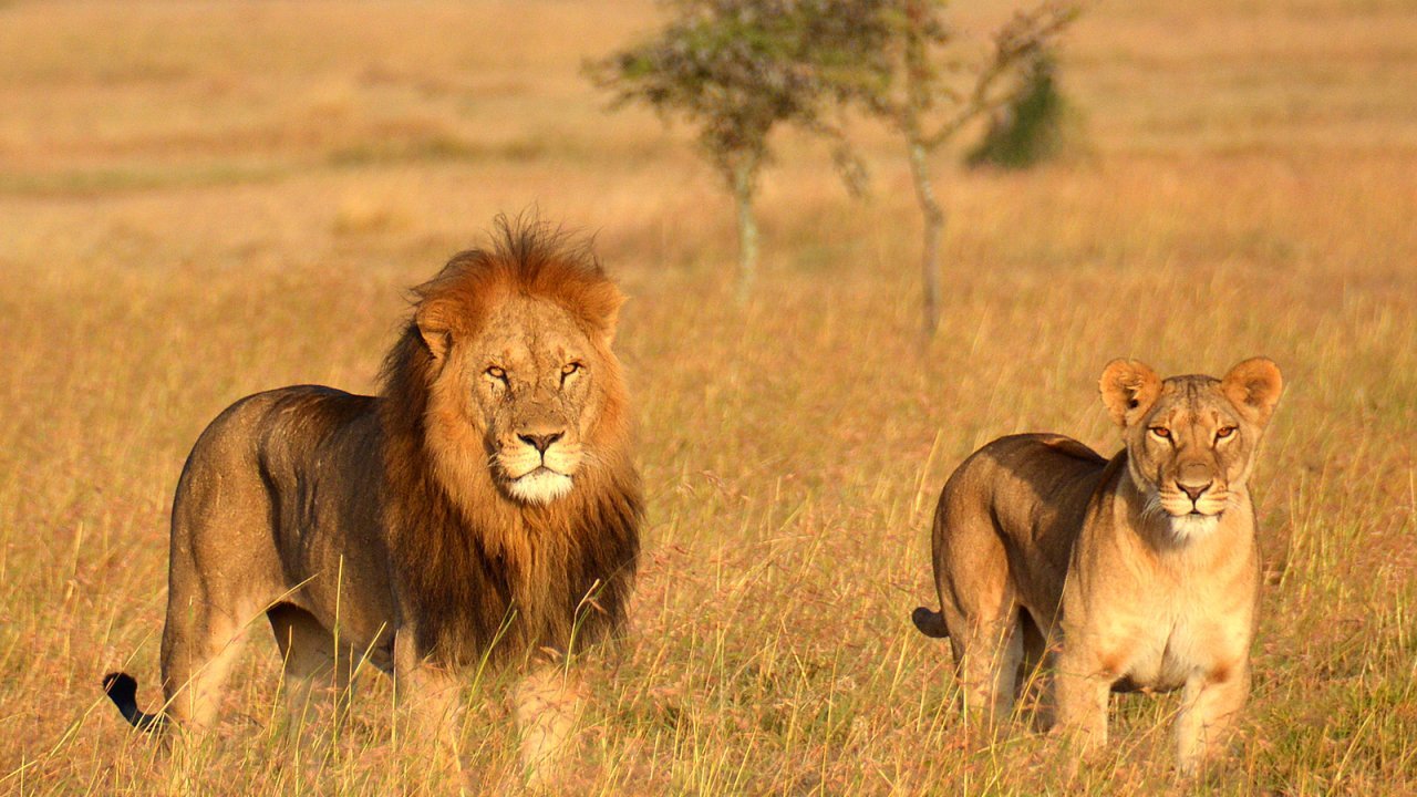 Tanzania safari 