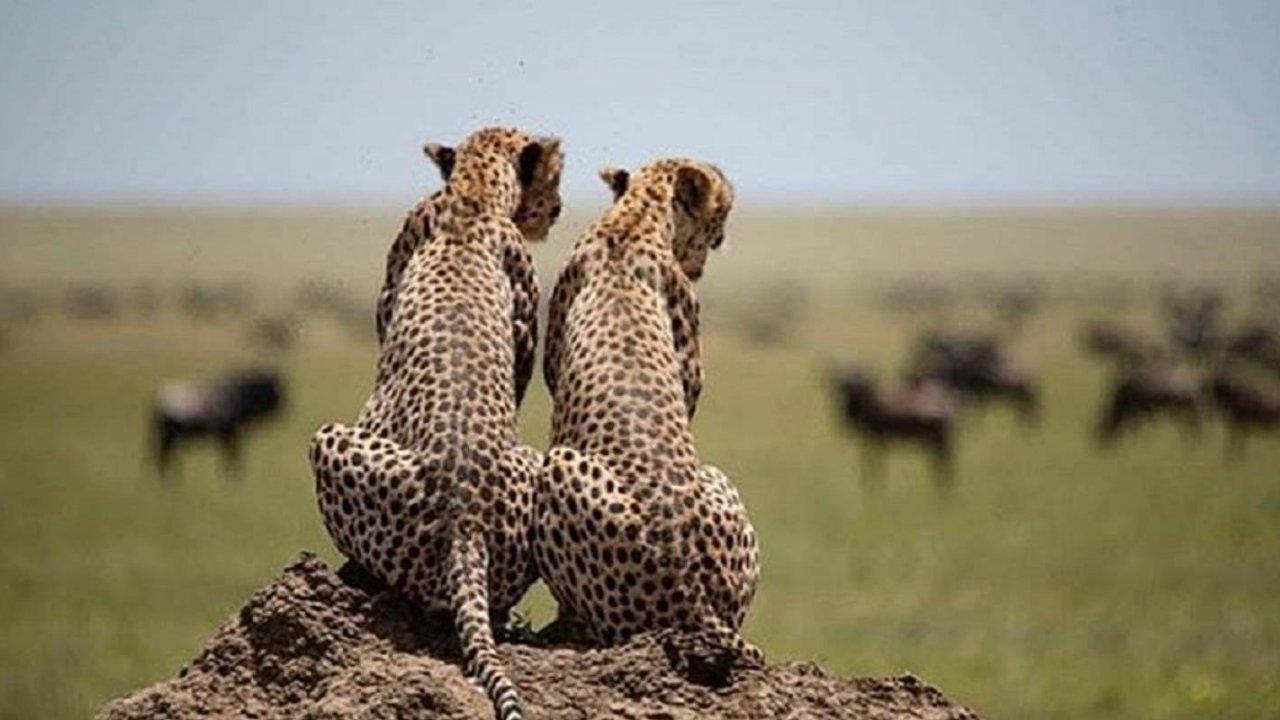 Tanzania safari 