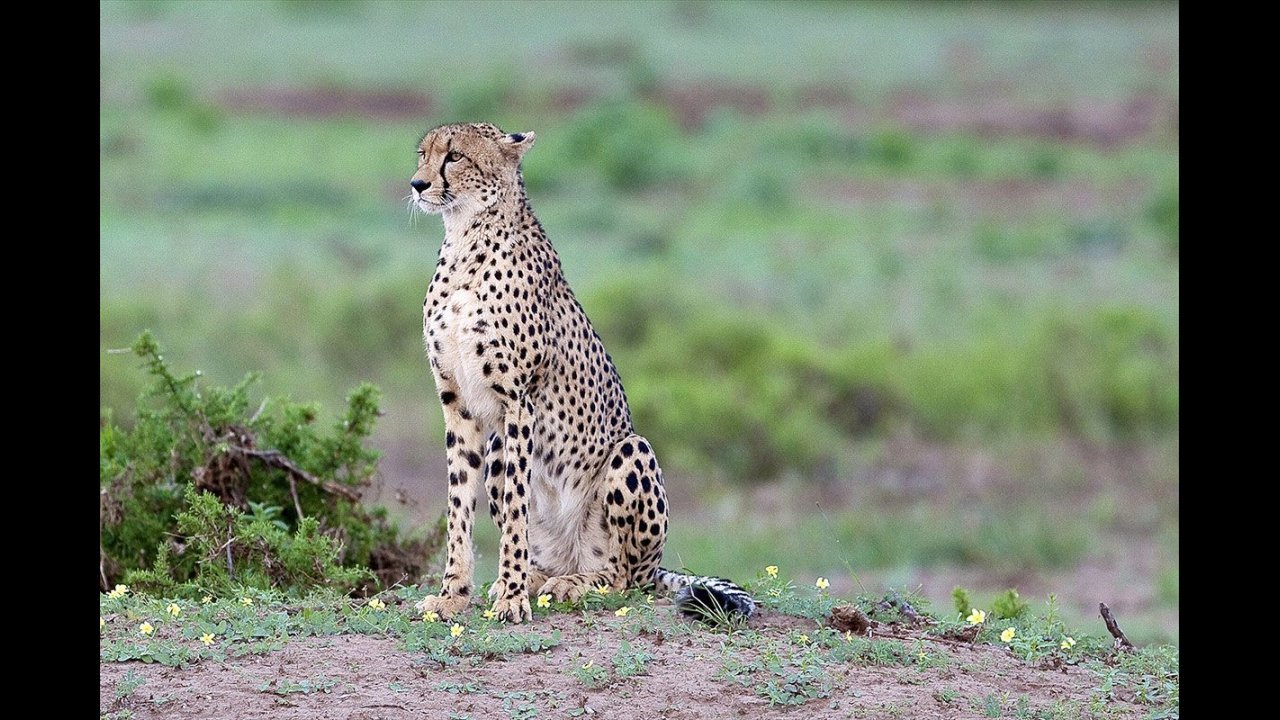 Tanzania safari 