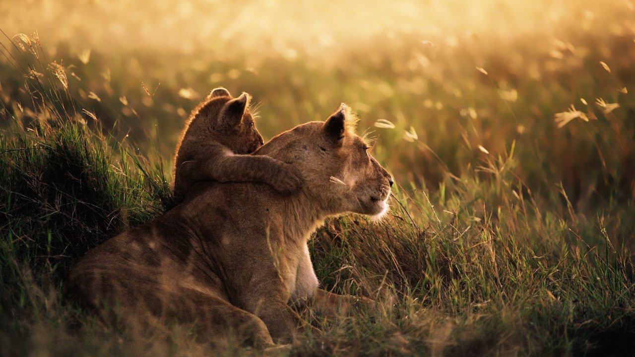 08 Days – 07 Nights – The Spirit Of Tanzania Safari Beach Holiday .