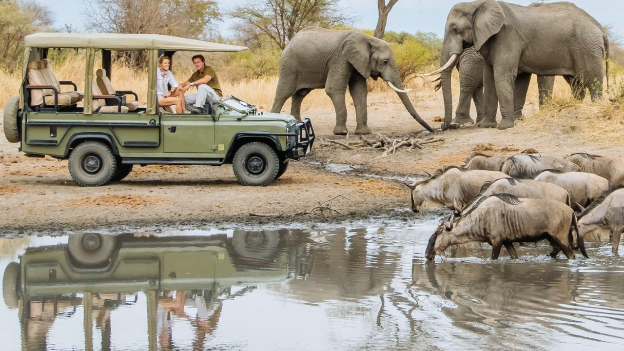 safari 