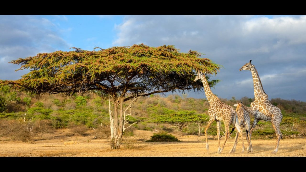 safari