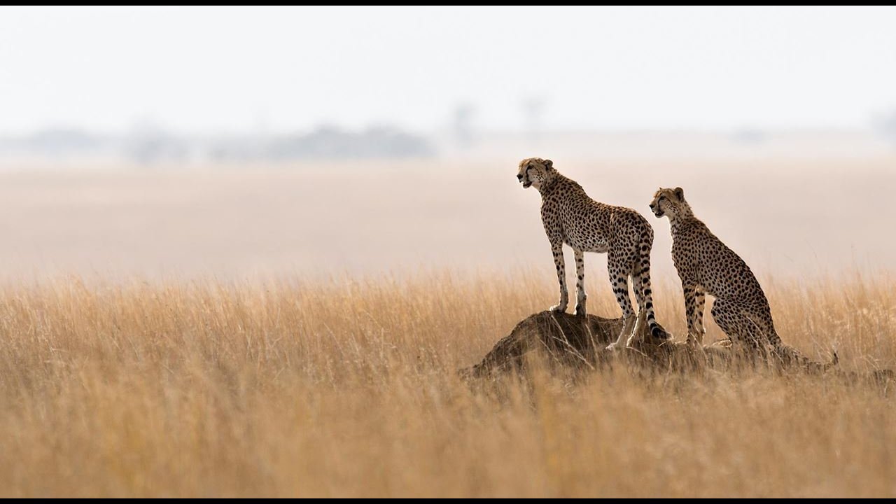 safari